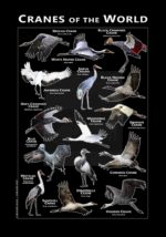 Cranes of the World poster