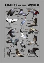 Cranes of the World poster