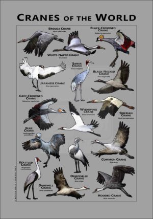 Cranes of the World poster