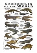 Crocodiles of the World poster