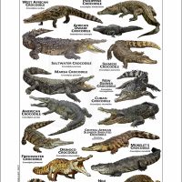 Crocodiles of the World poster