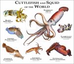 Cuttlefish and Squid of the World poster