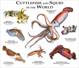 Cuttlefish and Squid of the World poster
