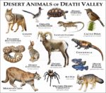 Wildlife of Death Valley poster print