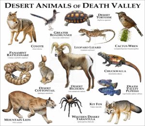 Wildlife of Death Valley poster print