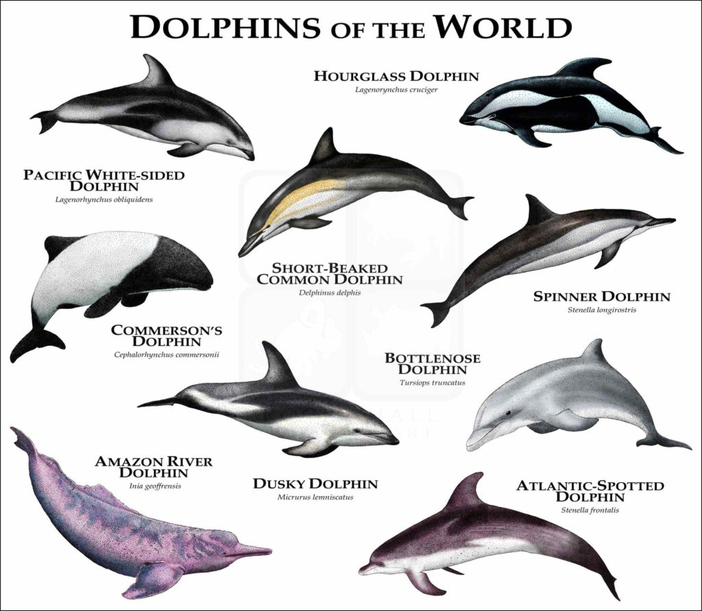 dolphins-1024x892.jpg