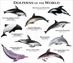 Dolphins of the World print