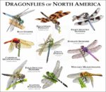 Dragonflies of North America poster print