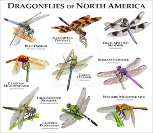 Dragonflies of North America poster print