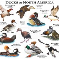 Ducks of North America print