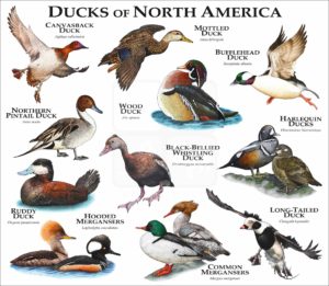 Ducks of North America print