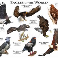 Eagles of the World print