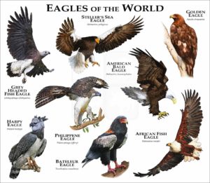 Eagles of the World print