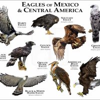Eagles of Mexico and Central America print
