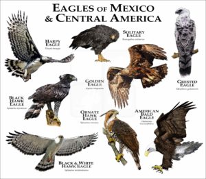 Eagles of Mexico and Central America print