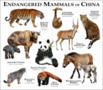 Endangered Mammals of China poster