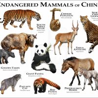 Endangered Mammals of China poster