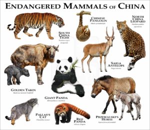 Endangered Mammals of China poster