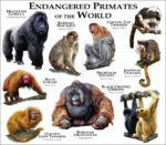 Endangered Primates of the World print
