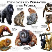 Endangered Primates of the World print