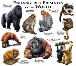 Endangered Primates of the World print