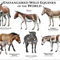 Endangered Equines of the World print