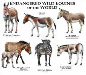 Endangered Equines of the World print