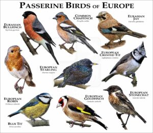 Passerine Birds of Europe print