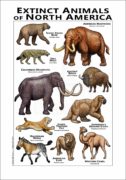 Extinct Mammals of North America Poster