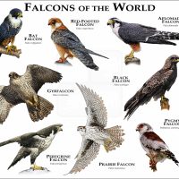 Falcons of the World print
