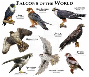 Falcons of the World print