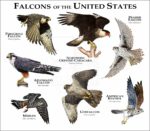 Falcons of the United States print