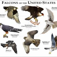Falcons of the United States print
