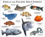 Marine Life of the Pacific Kelp Forest print