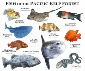 Marine Life of the Pacific Kelp Forest print