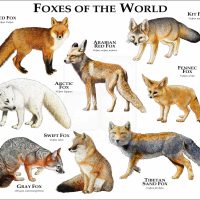 Foxes of the World print