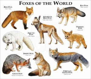 Foxes of the World print