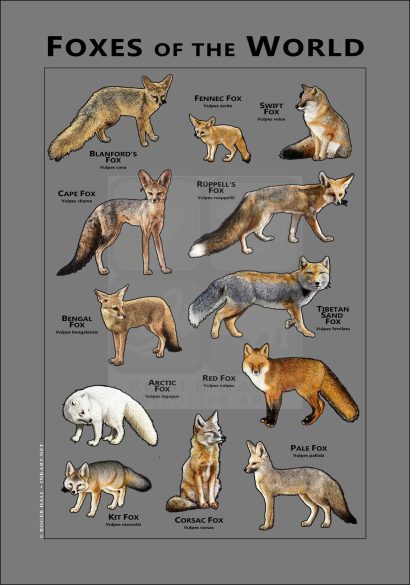Foxes of the World poster -Gray