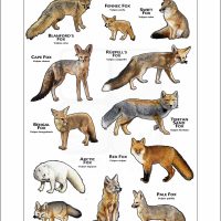 Foxes of the World poster