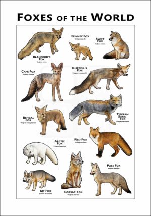 Foxes of the World poster