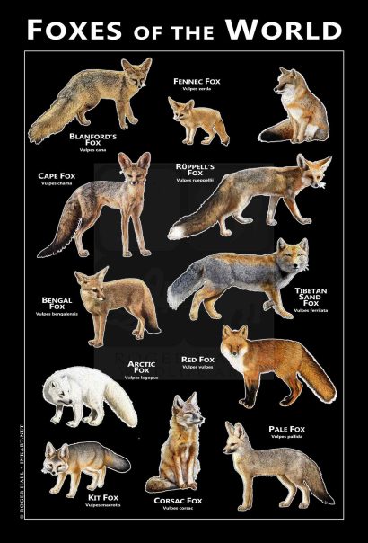 Foxes of the World poster
