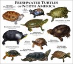 Freshwater Turtles of North America print