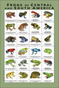 Frogs of Central and South America poster
