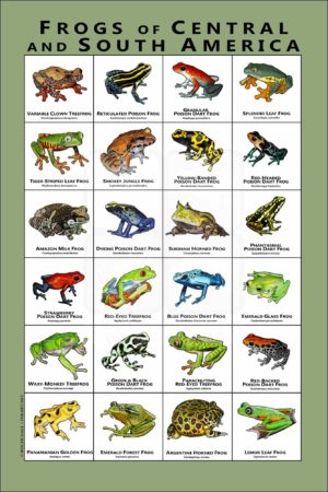 Frogs of Central and South America poster