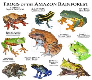Frogs of the Amazon Rainforest print