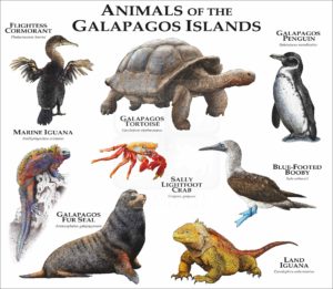 Animals of the Galapagos Islands print
