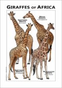 Giraffes of Africa poster