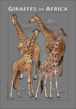 Giraffes of Africa poster - gray