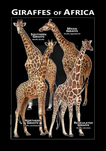 Giraffe of Africa Poster - Wildlife Illustration - Image 3