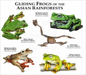 Gliding Frogs of the Asian Rainforests print